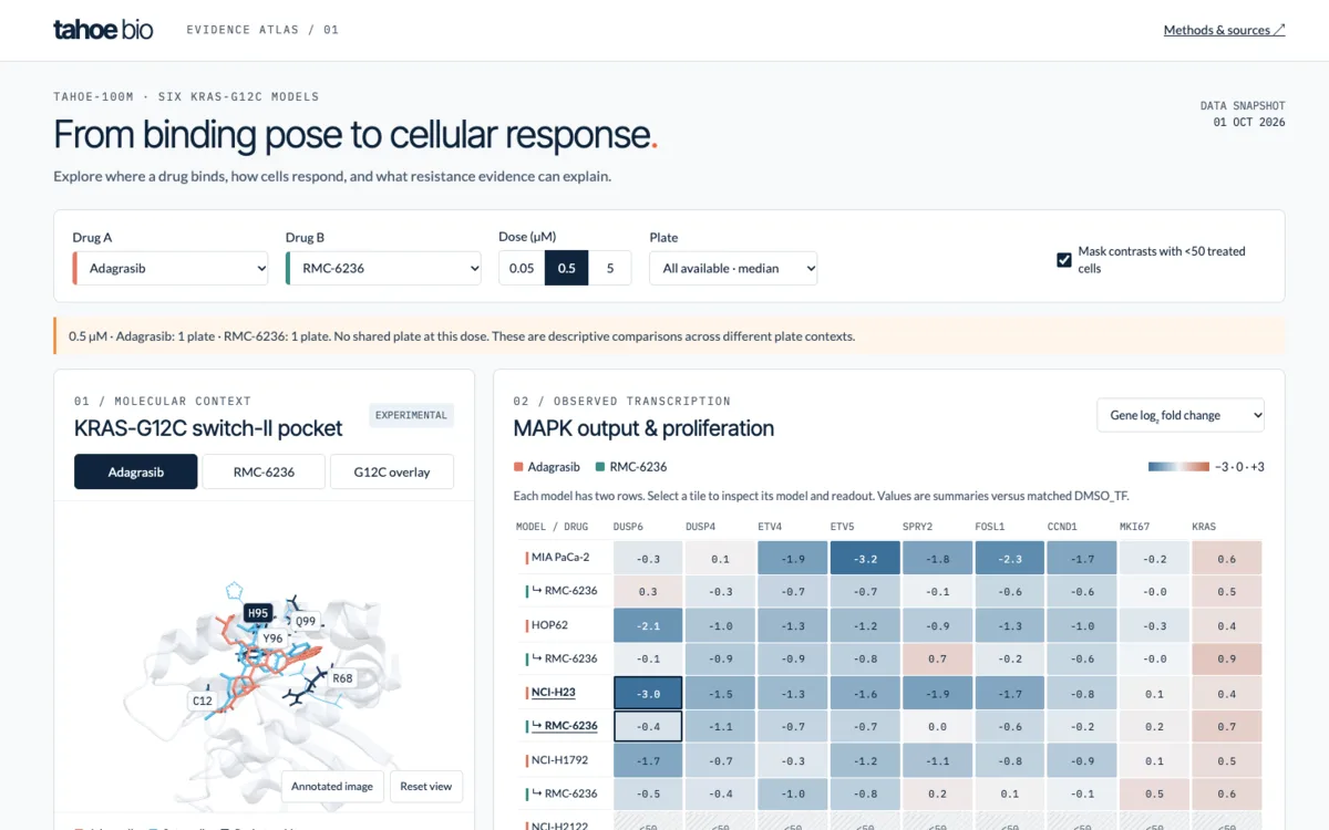 Interactive dashboard titled “From binding pose to cellular response”: drug, dose and plate controls, the KRAS-G12C switch-II pocket with adagrasib and sotorasib poses, and a heatmap of MAPK target genes across KRAS-G12C cell lines.